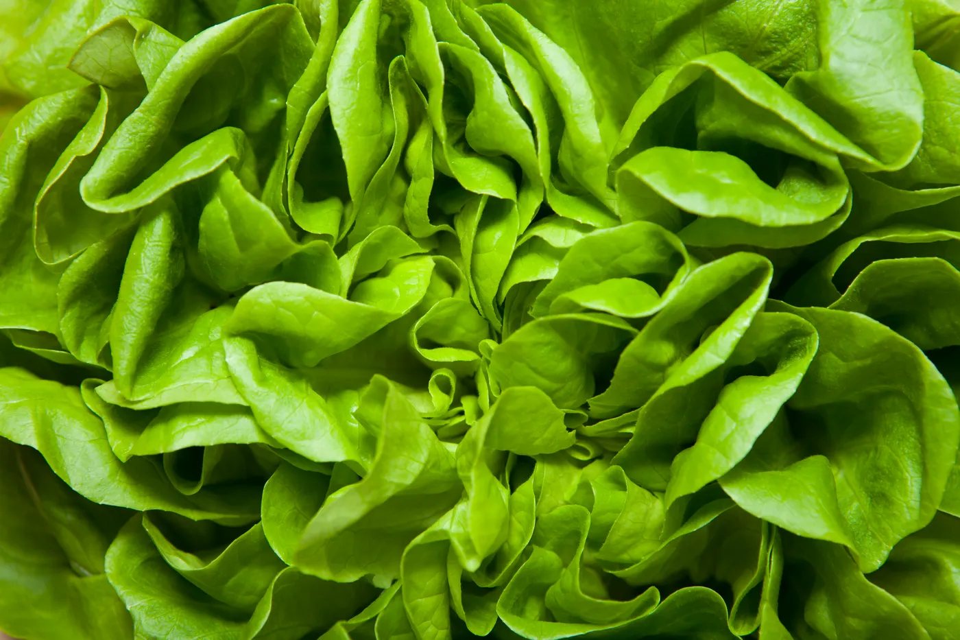 Fresh lettuce and produce
